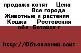 продажа котят  › Цена ­ 15 000 - Все города Животные и растения » Кошки   . Ростовская обл.,Батайск г.